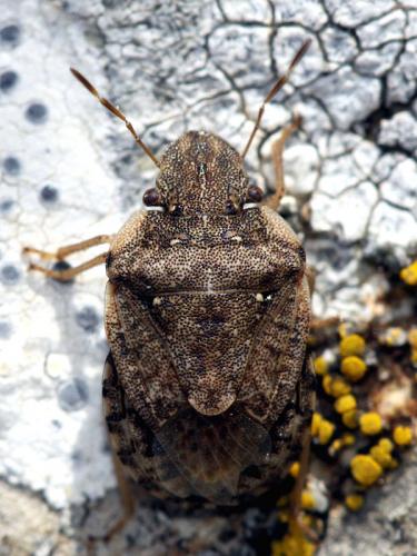 Réf. 50 284 : Sciocoris sideritidis