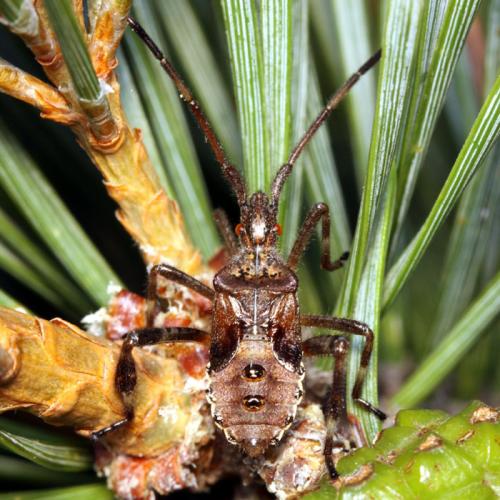 Réf. 50 386 : Leptoglossus occidentalis