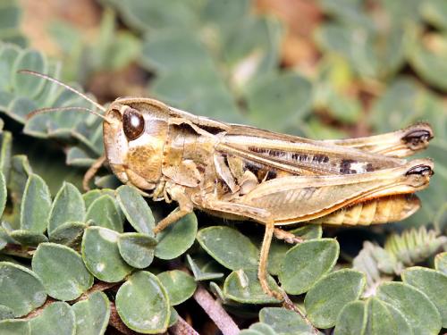Stenobothrus grammicus