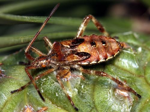 Réf. 50 385 : Leptoglossus occidentalis