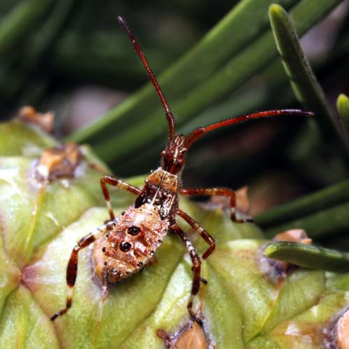 Réf. 50 384 : Leptoglossus occidentalis