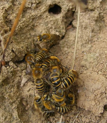 Réf. 50 523 : Colletes hederae
