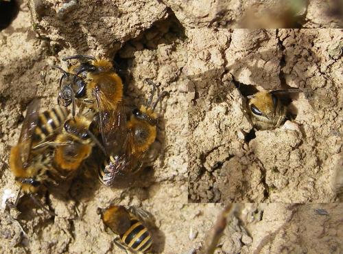 Colletes hederae