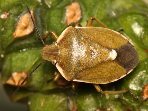 Chlorochroa pinicola