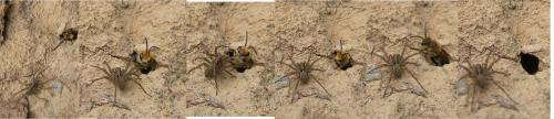 Réf. 50 575 : Colletes hederae
