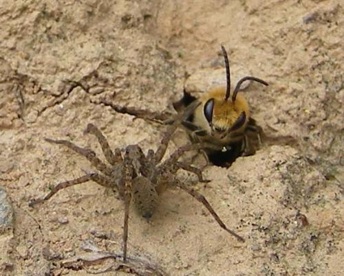 Réf. 50 578 : Colletes hederae