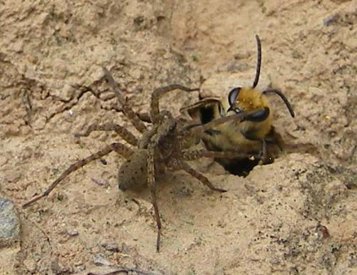 Réf. 50 579 : Colletes hederae