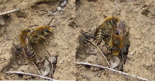 Colletes hederae