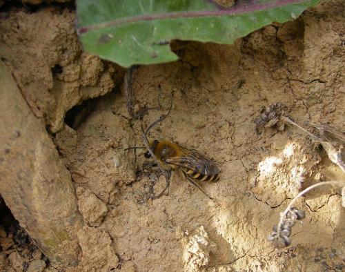 Réf. 50 576 : Colletes hederae