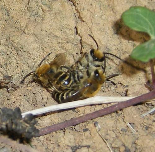 Réf. 50 620 : Colletes hederae