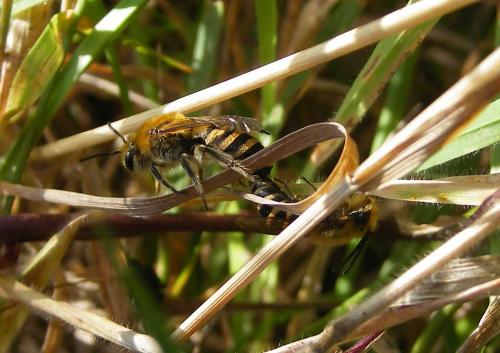 Colletes hederae