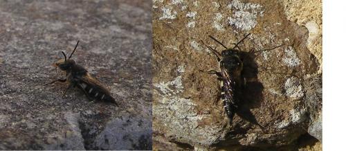 Coelioxys sp.