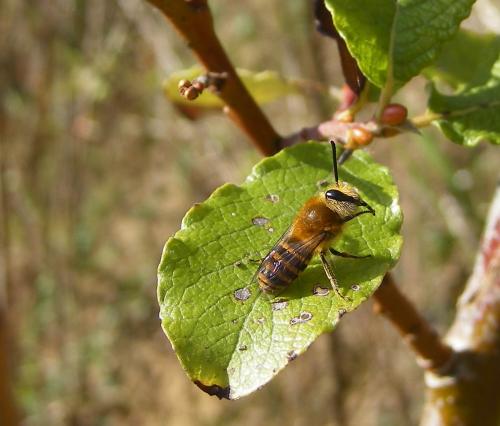 Colletes hederae