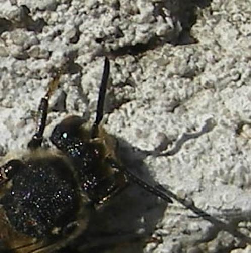 Coelioxys sp.