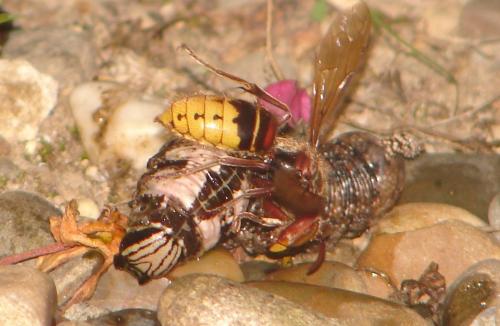 Vespa crabro