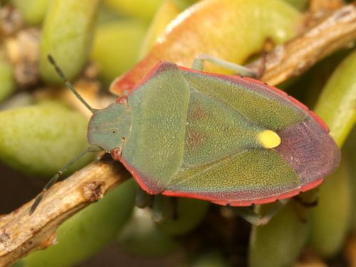 Réf. 50 862 : Brachynema cinctum