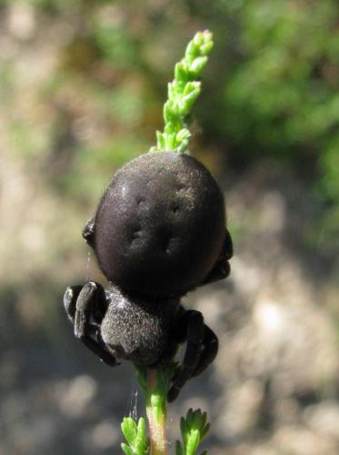 Eresus kollari