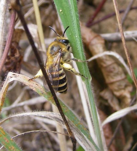 Réf. 50 920 : Colletes hederae