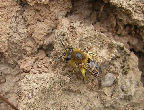 Réf. 50 921 : Colletes hederae