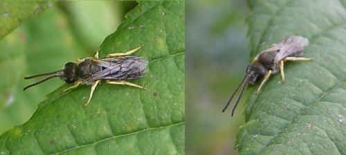 Lasioglossum sp.