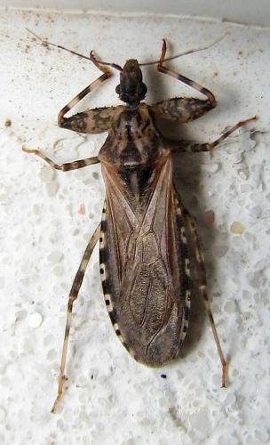 Oncocephalus squalidus