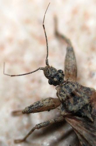 Oncocephalus squalidus