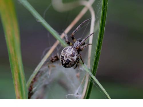 Larinioides cornutus