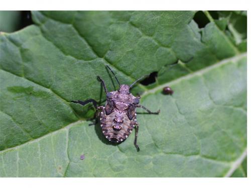 Pentatoma rufipes