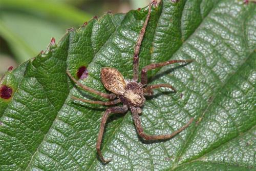 Philodromus sp.
