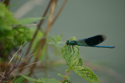 Réf. 50 888 : Calopteryx splendens