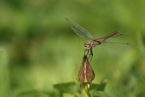 Sympetrum sanguineum
