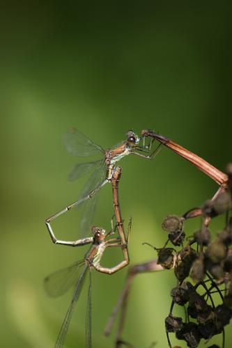 Chalcolestes viridis