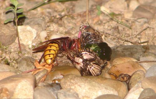 Vespa crabro