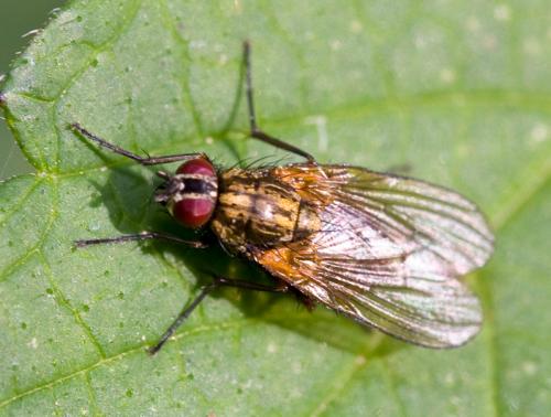 Thricops sp.