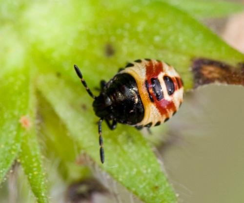 Carpocoris sp.
