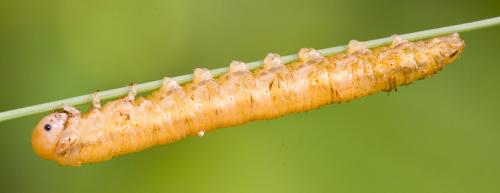 Dolerus sp.