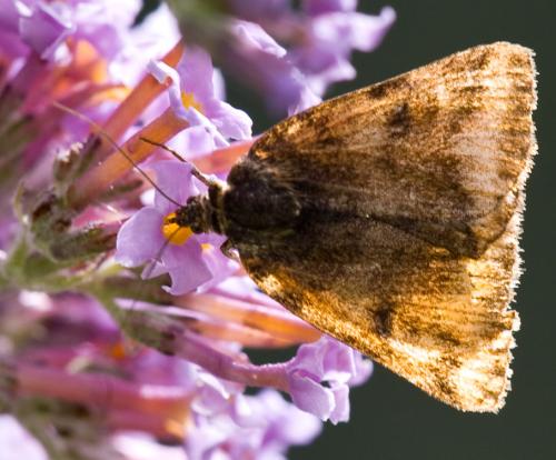 Euclidia glyphica