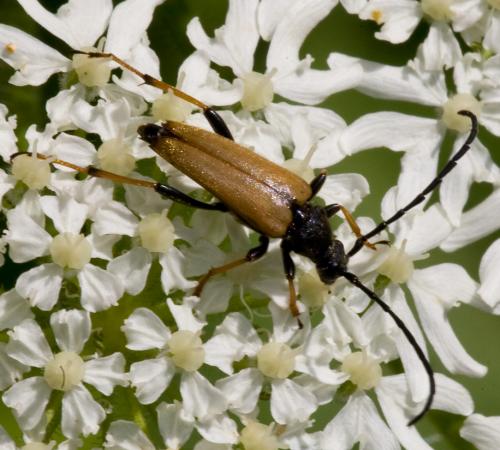 Stictoleptura rubra