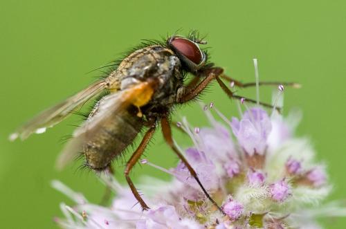 Phaonia sp.