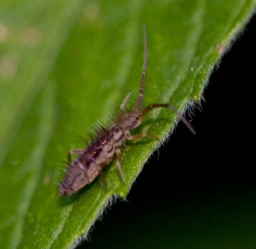 Orchesella flavescens