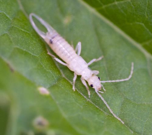 Apterygida media