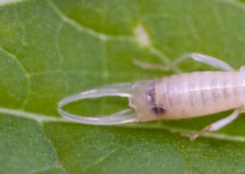 Apterygida media