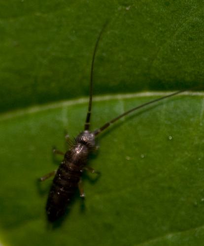 Pogonognathellus longicornis