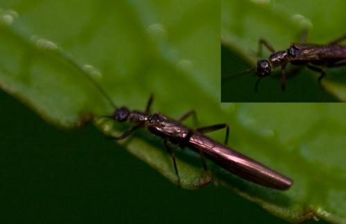 Leuctra sp.