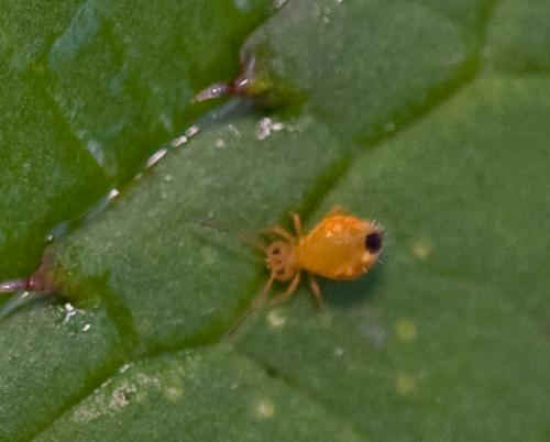 Dicyrtomina minuta