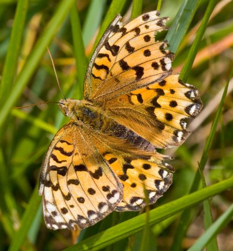 Réf. 50 994 : Argynnis aglaja