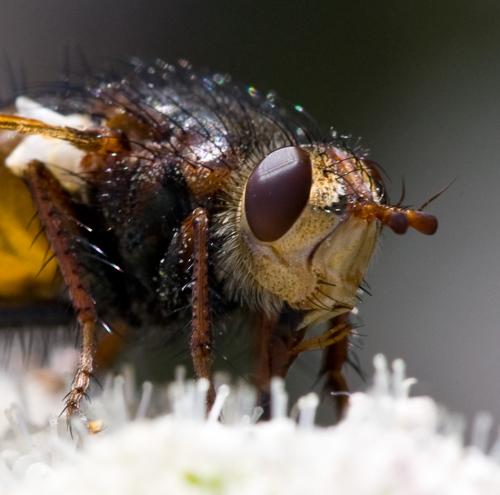 Tachina fera