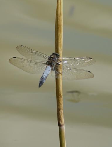 Orthetrum cancellatum