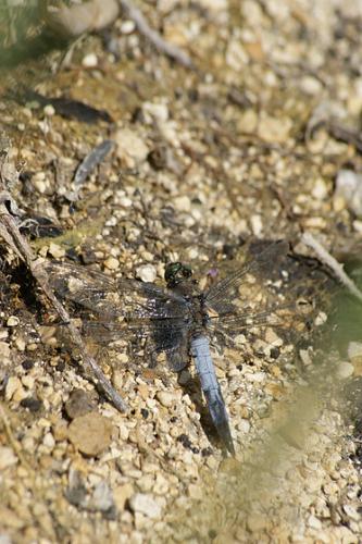 Orthetrum cancellatum