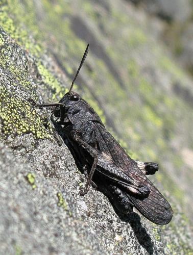 Réf. 50 069 : Psophus stridulus stridulus